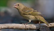 22_DSC5640_Common_Rosefinch_mug_124pc