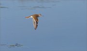 04_DSC0615_Common_Sandpiper_above_water_30pc