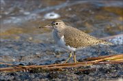 23_DSC2980_Common_Sandpiper_hunch_45pc