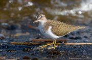 23_DSC2988_Common_Sandpiper_patrol_42pc