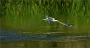 04_DSC0762_Common_Tern_drops_43pc