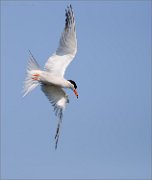 04_DSC0772_Common_Tern_airdive_54pc