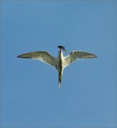 P1040581_common_tern_with_fish