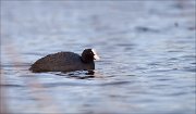 07_DSC5249_Coot_crafty_55pc