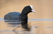 15_DSC2168_Eurasian_Coot_bluff_68pc