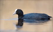 15_DSC2169_Eurasian_Coot_level_92pc