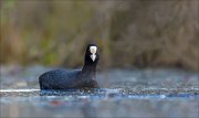 15_DSC3206_Eurasian_Coot_ram_33pc