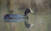 15_DSC3264_Eurasian_Coot_daintiness_55pc