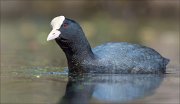 15_DSC3295_Eurasian_Coot_snoopy_64pc