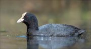 15_DSC3298_Eurasian_Coot_crisp_84pc