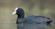 15_DSC3306_Eurasian_Coot_stiff_70pc