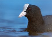 16_DSC8754_Eurasian_Coot_visage_39pc