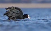 16_DSC8886_Eurasian_Coot_bath_43pc