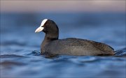 16_DSC8918_Eurasian_Coot_wave_38pc