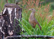 12_DSC6672_Corncrake_entering_scene_77pc