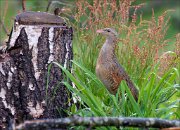 12_DSC6672_Corncrake_entering_scene_77pc