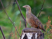 12_DSC6687_Corncrake_soaking_wet_49pc