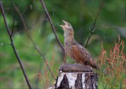 12_DSC6708_Corncrake_wet_song_87pc