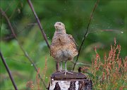 12_DSC6806_Corncrake_sprinkle_76pc