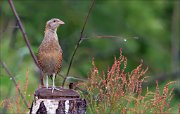 12_DSC6828_Corncrake_sorrely_87pc