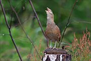 12_DSC6846_Corncrake_anthem_for_86pc