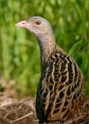 P1520825_Corncrake_backview_74pc