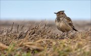 13_DSC4246_Crested_Lark_spiky_54pc