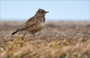 13_DSC4260_Crested_Lark_horizons_43pc