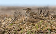 13_DSC4292_Crested_Lark_cover_37pc