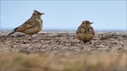 13_DSC4380_Crested_Lark_sodality_59pc