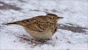 14_DSC6183_Crested_Lark_repose_50pc