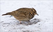 14_DSC6258_Crested_Lark_shrewd_71pc