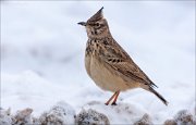 21_DSC5765_Crested_Lark_quackish_67pc