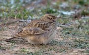 24_DSC3718_Crested_Lark_chill_51pc