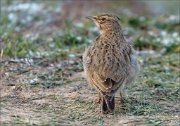 24_DSC3731_Crested_Lark_detect_58pc