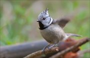 07_DSC5497_Crested_Tit_little_angel_78pc