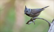 07_DSC5537_Crested_Tit_be_curious_45pc