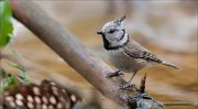 07_DSC5684_Crested_Tit_flatterer_65pc