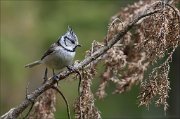 07_DSC5926_Crested_Tit_sphacelated_63pc