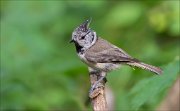 11_DSC1886_Crested_Tit_sullenly_79pc