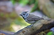 11_DSC2110_Crested_Tit_hotfoot_84pc