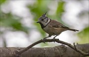 11_DSC8644_Crested_Tit_hornlets_69pc