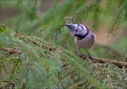 13_DSC5019_European_Crested_Tit_spire_53pc