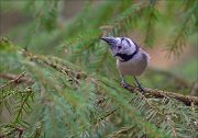 13_DSC5019_European_Crested_Tit_spire_53pc