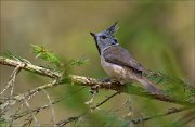 13_DSC6671_European_Crested_Tit_frightened_66pc