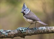 13_DSC6683_European_Crested_Tit_glorious_101pc