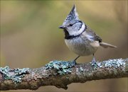 13_DSC6689_European_Crested_Tit_intimate_79pc