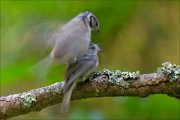 14_DSC1589_European_Crested_Tit_supremacy_114pc