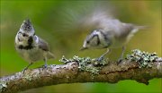 14_DSC1605_European_Crested_Tit_exhibition_82pc