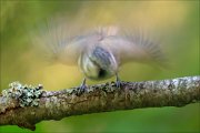 14_DSC1797_European_Crested_Tit_blower_75pc